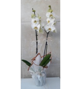orkide beyaz iki dal
